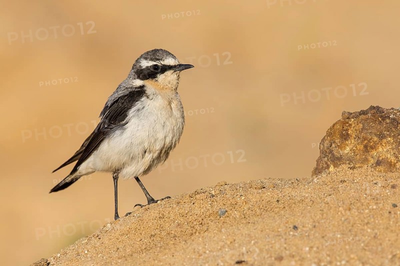 Northern Wheatear (Oenanthe oenanthe) perched on the ground, Poland