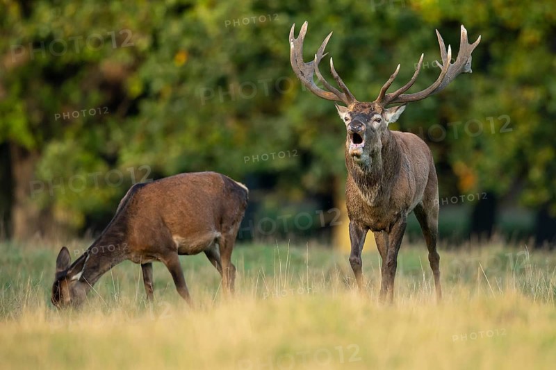 Red deer (Cervus elaphus) in rut, roaring, hunting, Klamptenborg, Copenhagen, Denmark