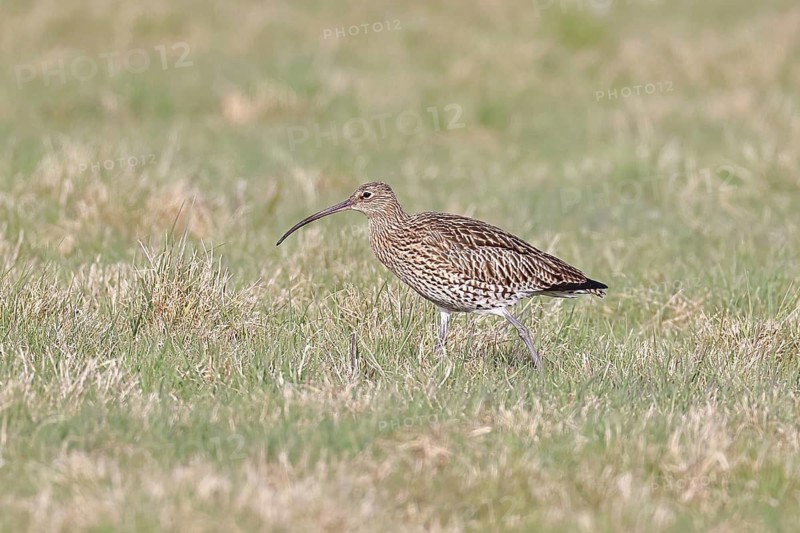 Eurasian curlew (Numenius arquata), foraging in a meadow, wildlife, animals, birds, snipe family, Lembruch, Ochsen Moor, Dümmer nature park Park, Lower Saxony, Germany