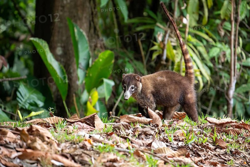 White nosed coati walking on forest ground with tail raised, natural wildlife behavior in tropical habitat, Osa Peninsula, Puntarenas, Costa Rica