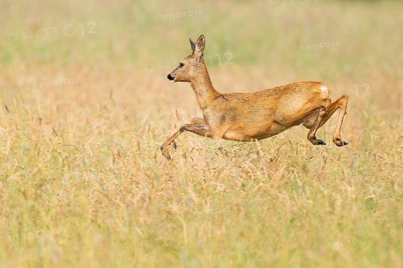 Roe deer (Capreolus capreolus), doe jumping across a meadow, wildlife, Lower Saxony, Germany
