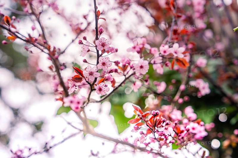 Delicate cherry blossoms in pink with a blurred background convey spring feelings, Nagold, Calw district, Germany