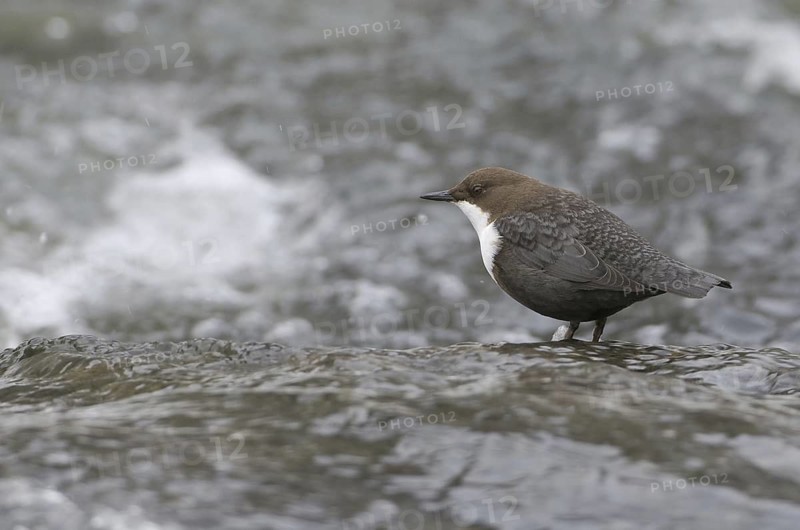 White-throated Dipper (Cinclus cinclus), Saxony, Germany