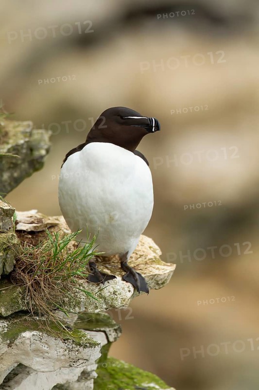 Razorbill (Alca torda) adult bird on a coastal sea cliff in summer, England, United Kingdom
