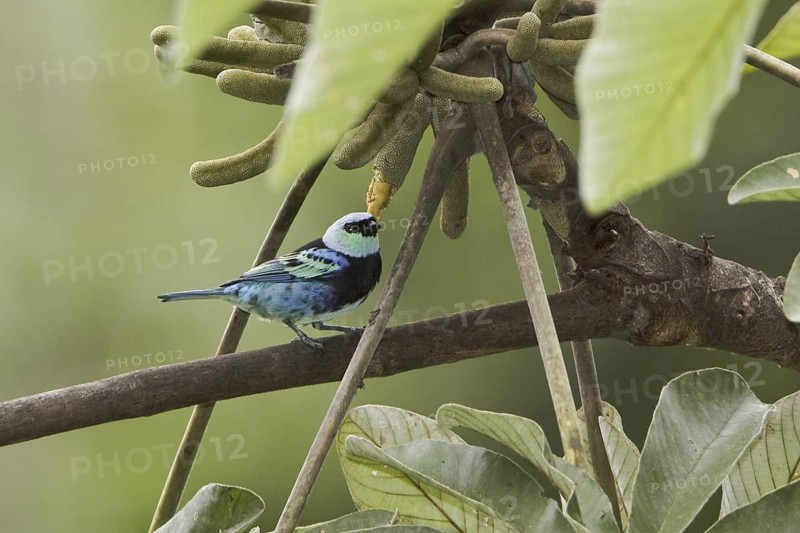 Masked Tanager (Tangara nigrocincta)