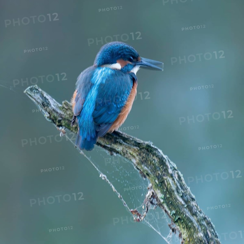 Kingfisher (Alcedo atthis) sitting on an old branch, perch and looking for prey, motion blur, long exposure, dragging, wiping effect, Lower Saxony, Germany