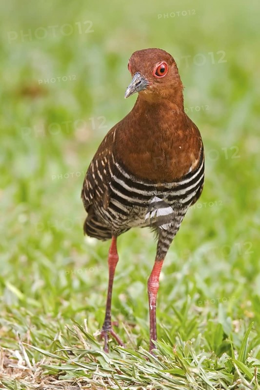 Red-legged Crake (Rallina fasciata), Botanic Gardens, Singapore