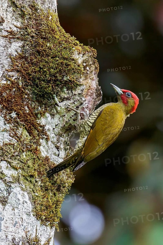 Rufous-winged Woodpecker (Piculus simplex) perched on a branch in Costa Rica