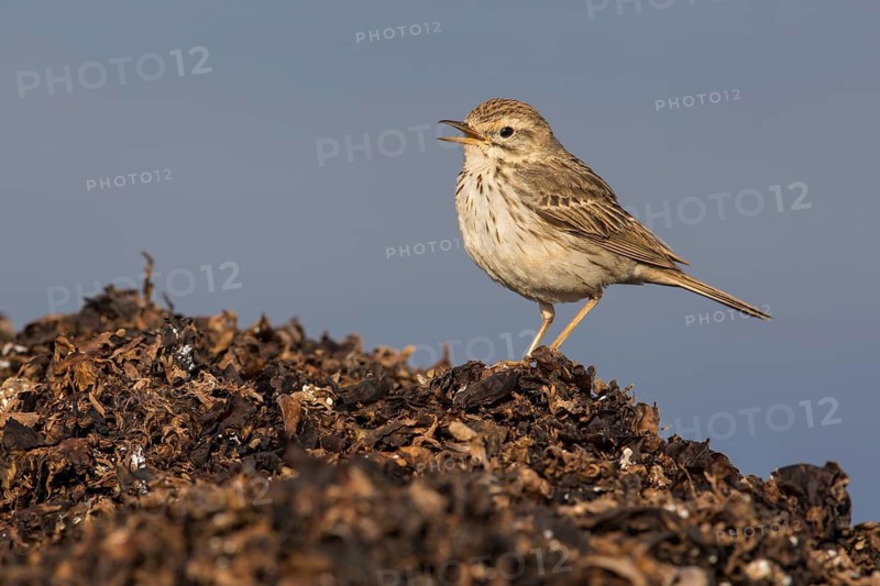 Berthelot's Pipit (Anthus berthelotii) on ground, Fuerteventura, Spain