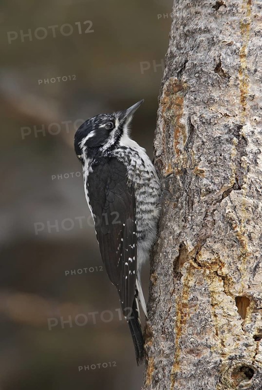 American Three-toed Woodpecker (Picoides dorsalis) female, USA
