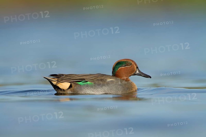 Eurasian Teal (Anas crecca) male, Utrecht, Netherlands