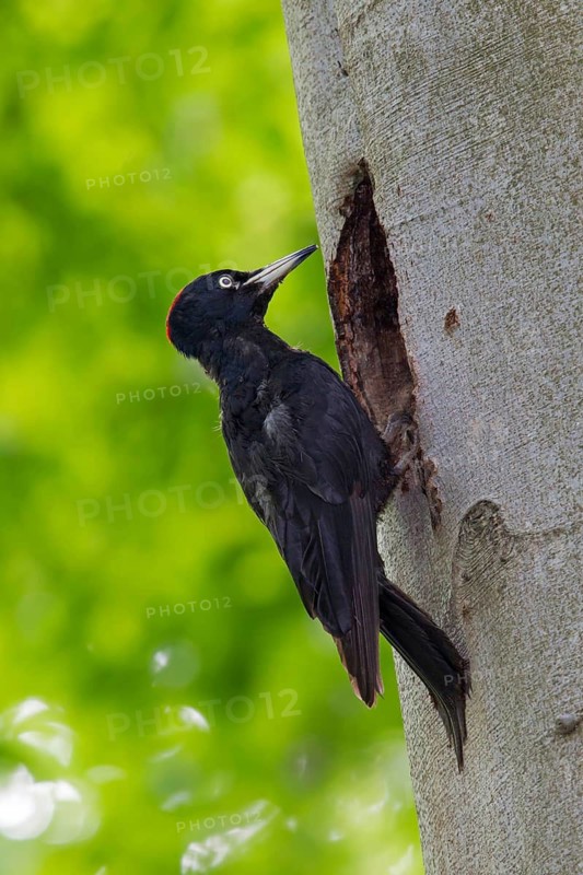 Black woodpecker, (Dryocopus martius), mTuiere, birds, woodpeckers, family of the true woodpeckers, at breeding cavity, feeding young birds, forest park, Mannheim, Baden-Württemberg, Germany