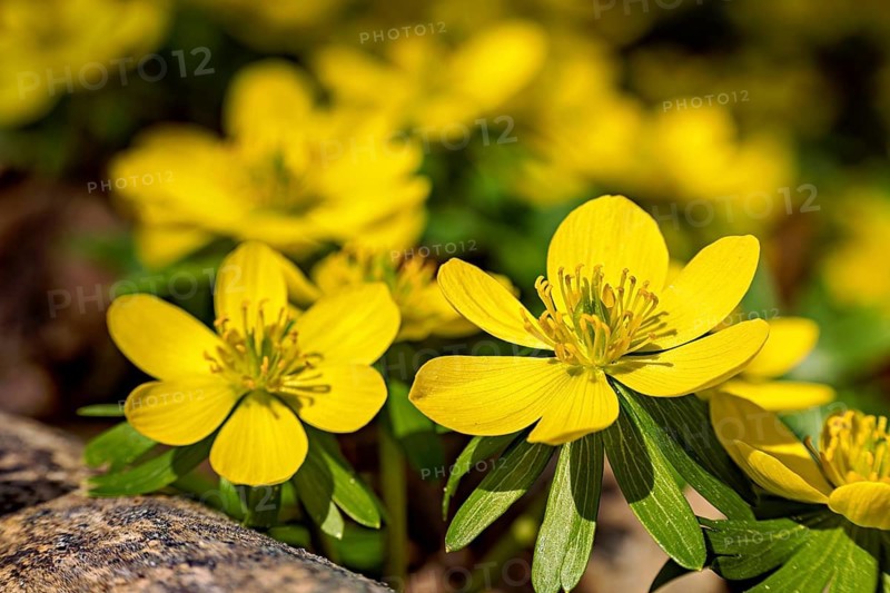 Close-up of yellow flowers with lush green in the background, radiates spring atmosphere, blooming winter aconites in the spring forest near Jena in Thuringia (Eranthis hyemalis)