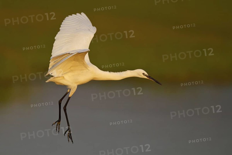 Little Egret (Egretta garzetta) flying, Greece
