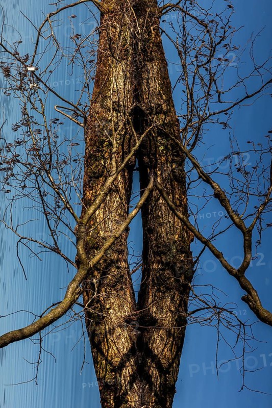 Trees are reflected in Schlachtensee, Zehlendorf, Berlin, Germany