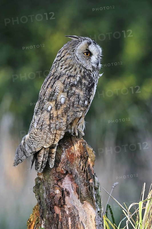 Long eared owl (Asio otus) perched on tree stump at forest's edge, England, UK