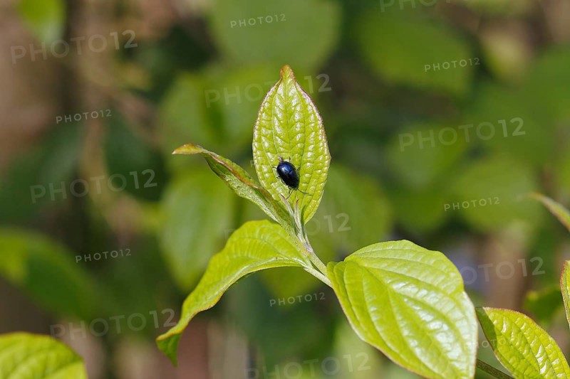 Agelastica alni (Agelastica alni), on leaf, North Rhine-Westphalia, Germany
