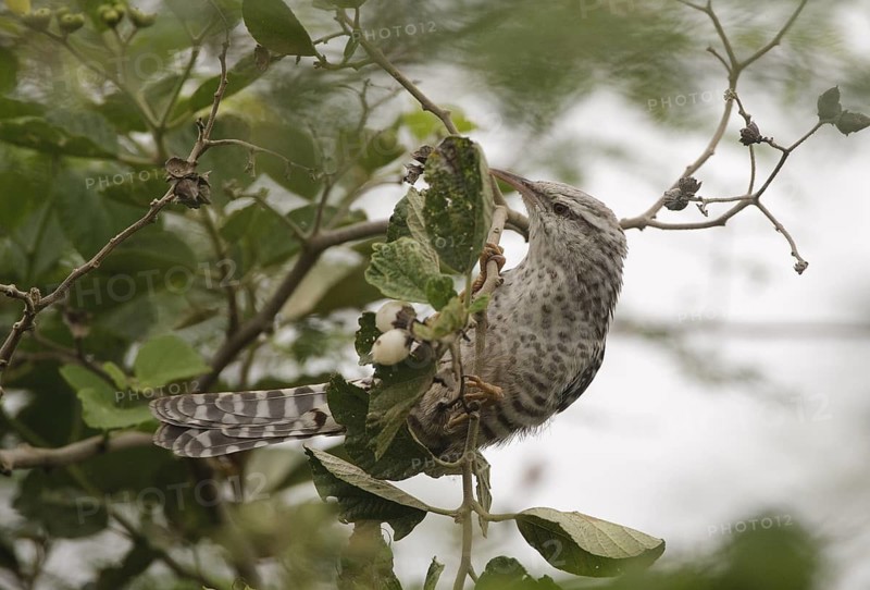 Fasciated Wren (Campylorhynchus fasciatus), Manabi, Ecuador