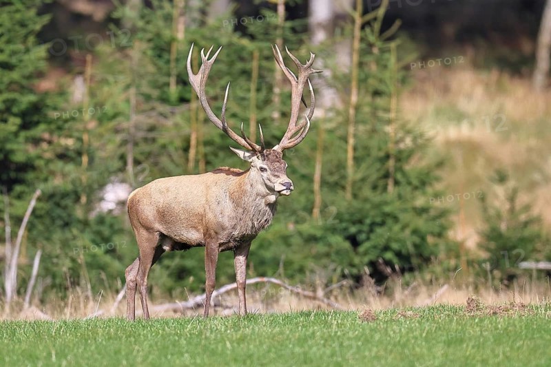 Red deer (Cervus elaphus) during the rutting season, capital stag in a forest clearing, wildlife, autumn, Sauerland, North Rhine-Westphalia, Germany