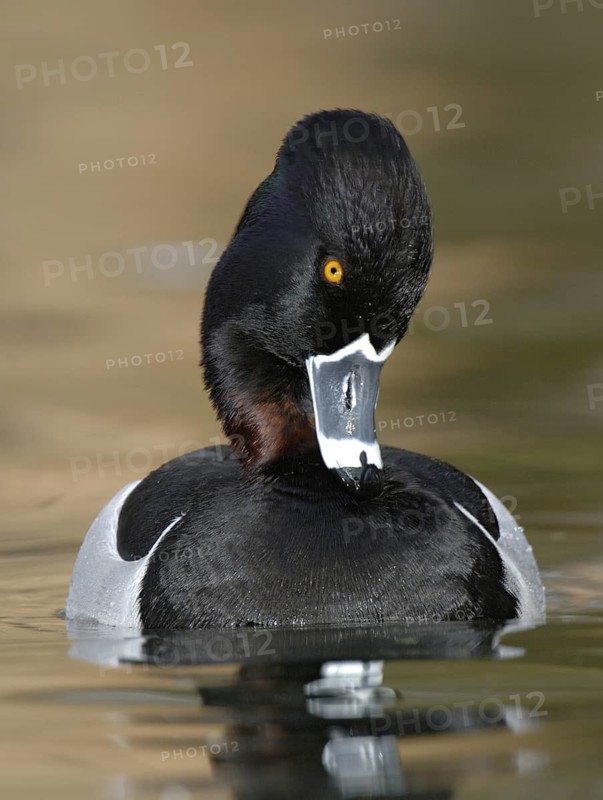Ring-necked Duck (Aythya collaris) male, Texas, USA