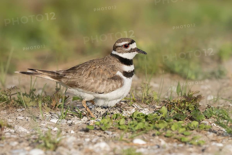 Killdeer (Charadrius vociferus), Texas, USA