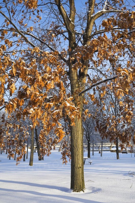 Quercus, Oak tree and branches with golden brown leaves covered with snow in early morning light in winter, Ile St-Jean, Terrebonne, Lanaudiere, Quebec, Canada