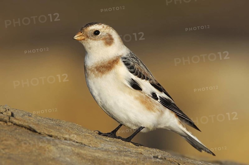 Snow Bunting (Plectrophenax nivalis), Cabo Carvoeiro, Portugal