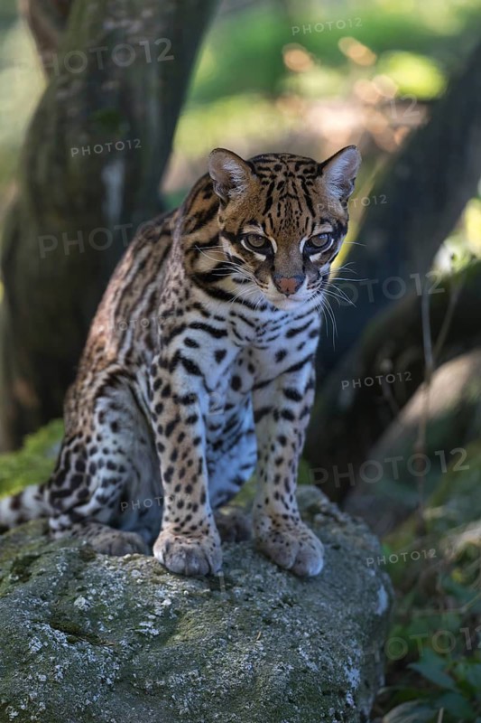One female Ocelot, Leopardus pardalis, sitting on a rock with dry and green vegetation in the background