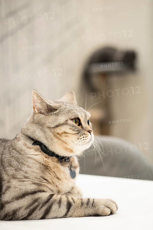 A serene British Shorthair cat, wearing a sleek collar, gazes to the side while sitting against a blurred kitchen backdrop