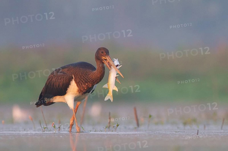 Black Stork (Ciconia nigra) juvenile with fish prey in beak, Tiszaalpár, Hungary