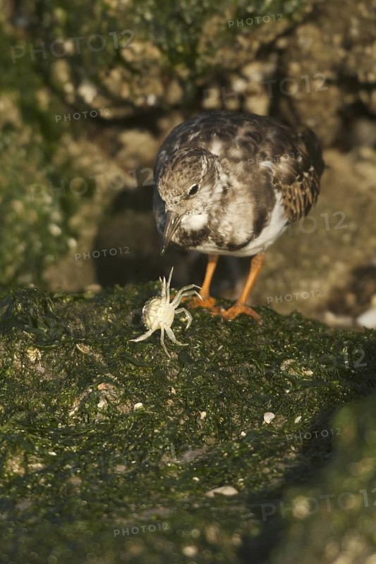 Ruddy Turnstone (Arenaria interpres), Netherlands