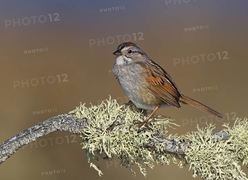 Canada, Manitoba, June, breeding male