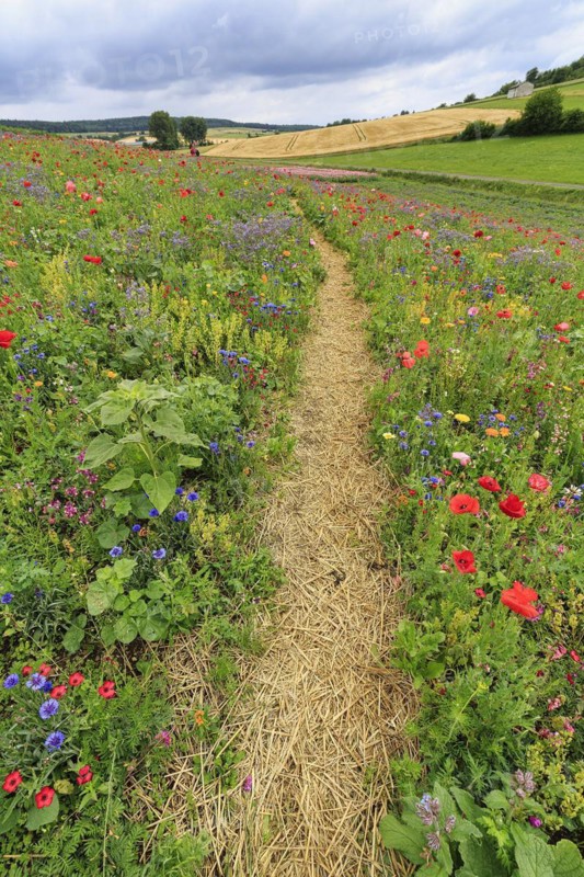 Hiking trail through a colourful flower meadow, Germerode, Meißner, Frau-Holle-Land Geo-nature park Park, Hesse, Germany