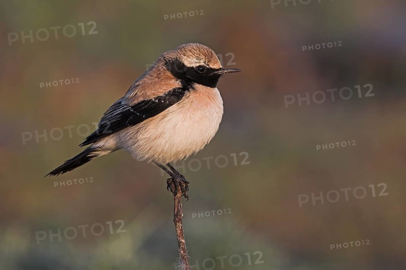 Desert Wheatear (Oenanthe deserti), Guelmim, Morocco
