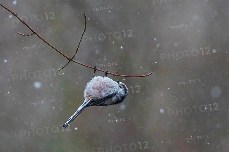 Long-tailed Tit (Aegithalos caudatus) hanging on a branch, Baden-Wuerttemberg, Germany