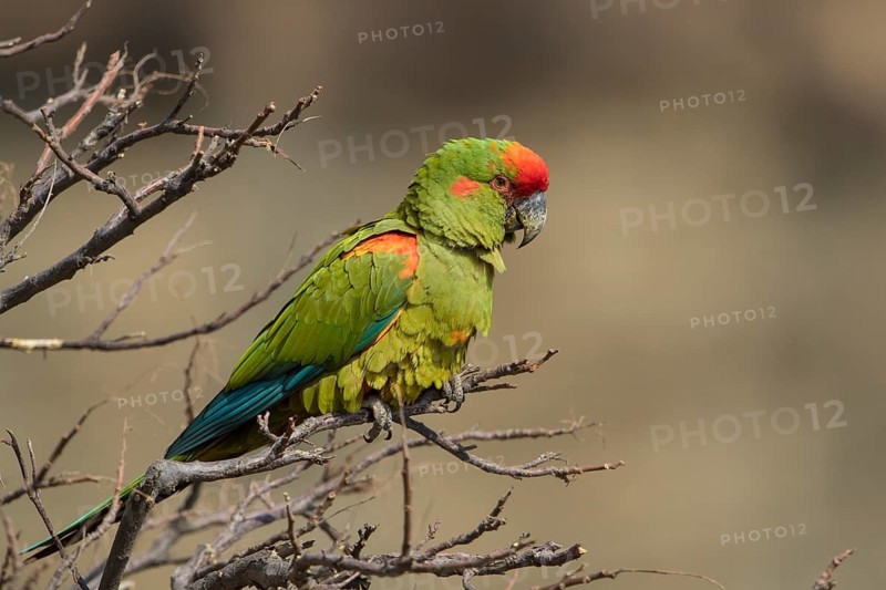 Red-fronted Macaw (Ara rubrogenys) perched on a branch, Bolivia