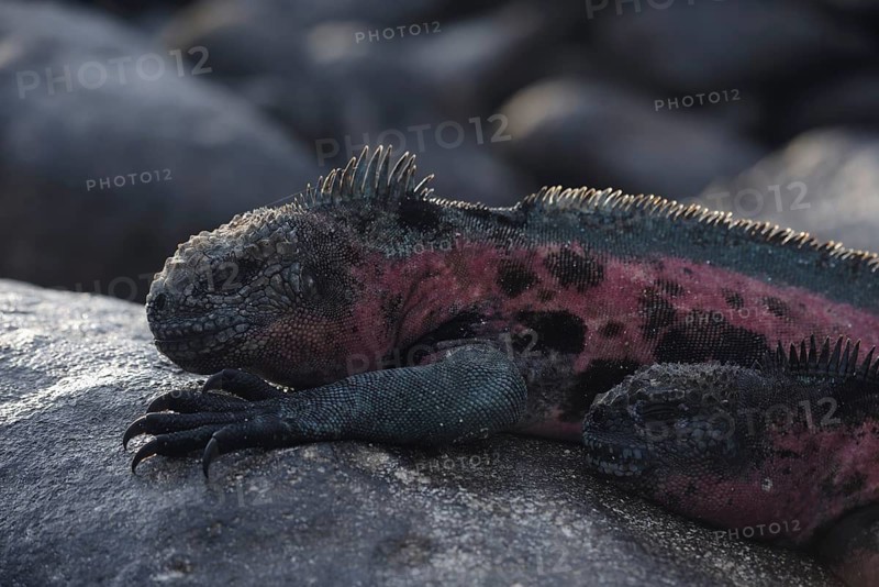 A colorful marine iguana rests on sunlit volcanic rocks in the unique ecosystem of the Galapagos Islands, Ecuador