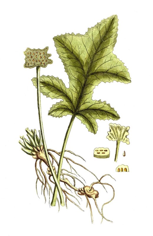 Dorstenia contrayerva, plant species from the Moraceae family, digital reproduction of a historical original, between 1790 and 1810