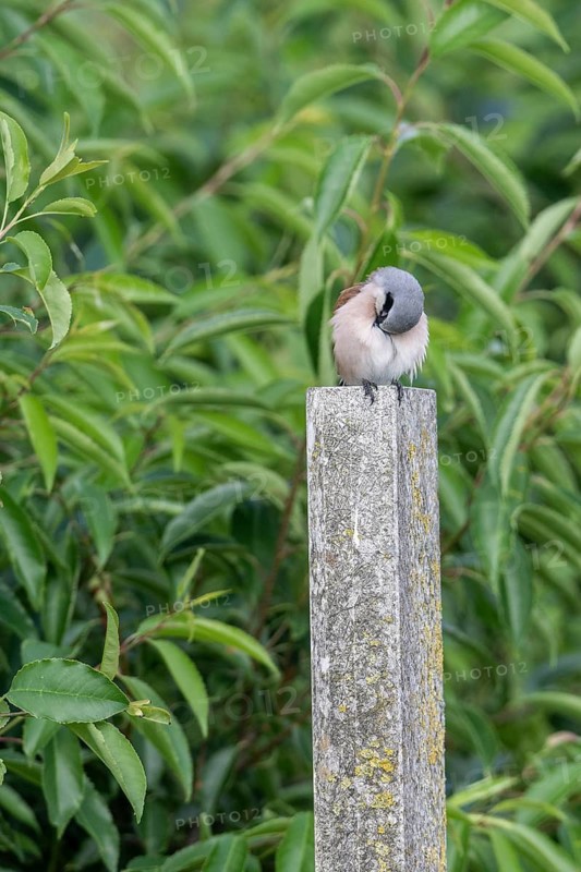 Red-backed shrike (Lanius collurio), Emsland, Lower Saxony, Germany