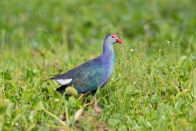 Grey-headed Swamphen (Porphyrio poliocephalus) foraging, Sri Lanka