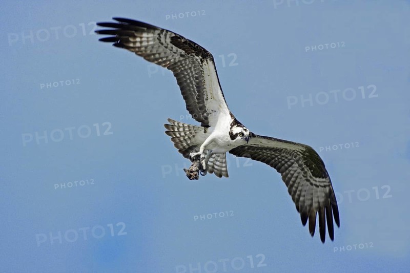 Osprey (Pandion haliaetus) in flight with nesting material, branch, Sanibel Island, Florida, USA