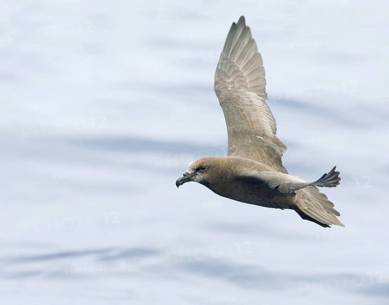 Great-winged Petrel (Pterodroma gouldi) flying, Victoria, Australia