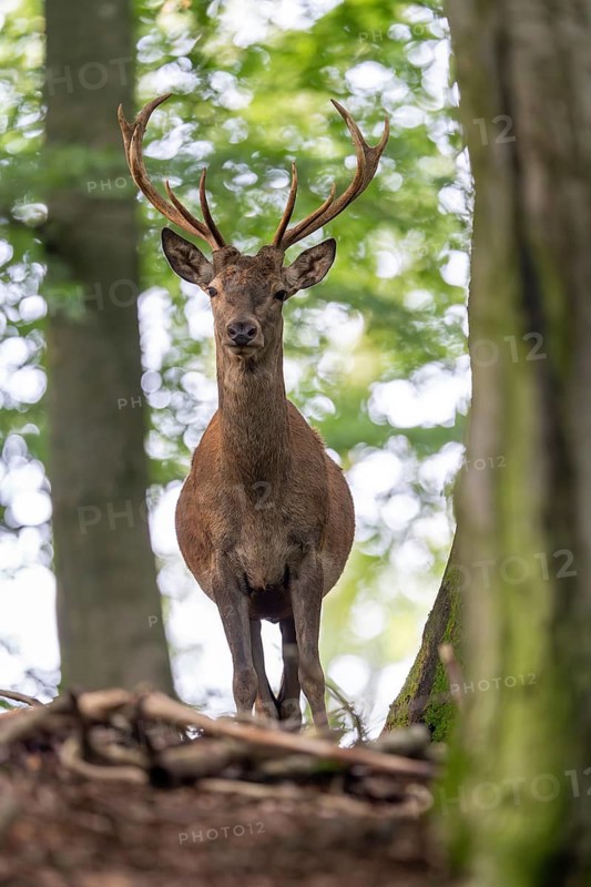 Red deer (Cervus elaphus), Vulkaneifel, Rhineland-Palatinate, Germany