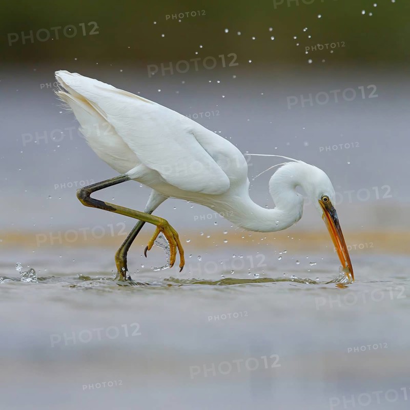Western Reef Heron, Western Reef-Heron, Western Reef-Egret, (Egretta gularis), Garceta Dimorfa, Raysut, Salalah, Dhofar, Oman