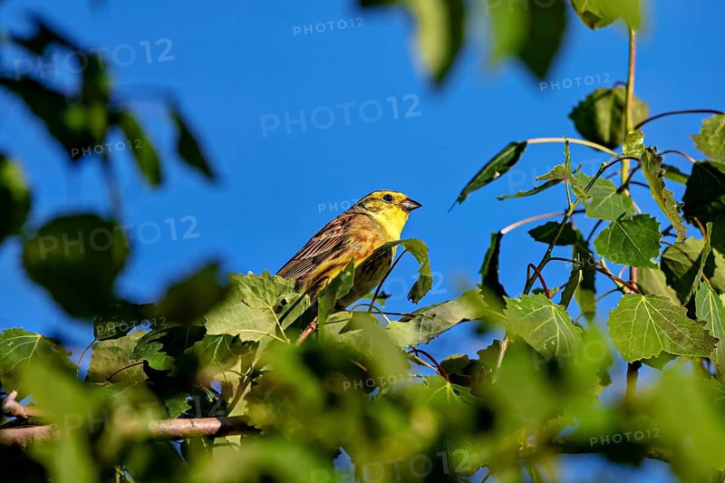 Yellow bird sitting on green leaves against a clear sky, A yellowhammer (Emberiza citrinella)
