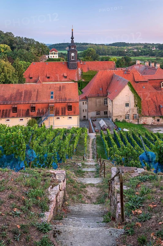 Vineyards at the baroque castle Seußlitz, Diesbar-Seußlitz, Saxony, Germany