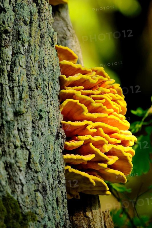 Bright yellow and orange mushrooms growing on a tree in the sun, sulphur polypore (Laetiporus sulphureus), Bavaria