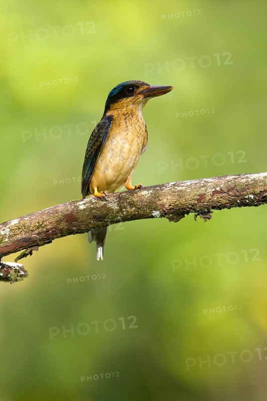 Buff-breasted Paradise Kingfisher (Tanysiptera sylvia) juvenile, Queensland, Australia