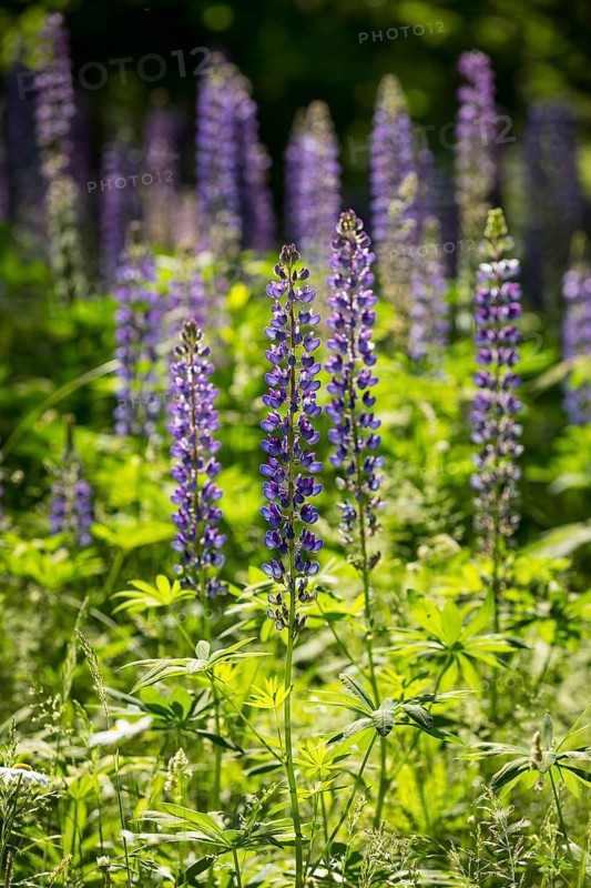 Perennial lupine (Lupinus polyphyllus) in flower, habit, Saxony, Germany