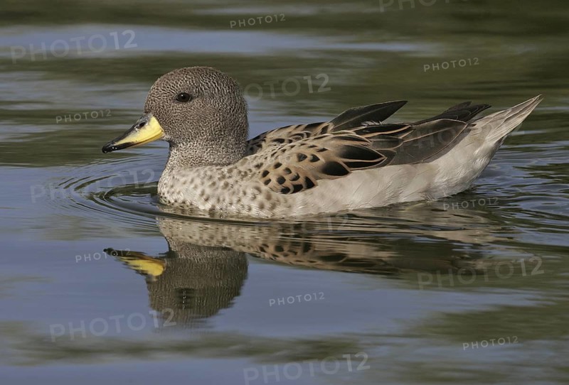 Yellow-billed Teal (Anas flavirostris), Arizona, USA